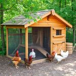 cover of the track - Chicken coop