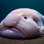 cover of the track - Psychrolutes marcidus